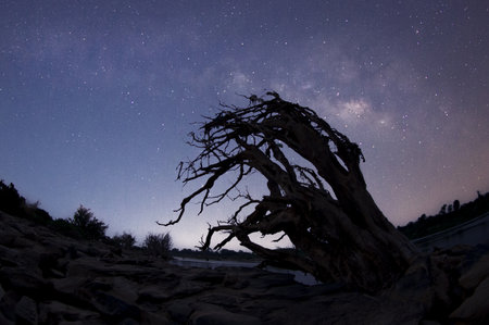 Beautiful milky way galaxy with Dry tree and milky way shadow on mekong river, Khang chiang mob, Ubon Ratchathani, Thailand.の写真素材