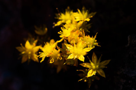 Sedum susanae Hamet, a bouquet of yellow wild flowers, Doi Luang Chiang Dao, Chiang Mai, Thailand.の写真素材