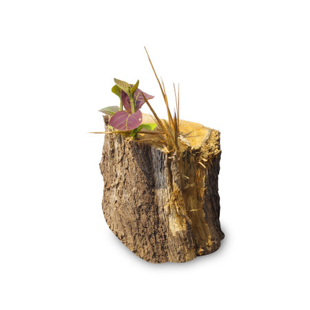 Teak stump isolated on white background with clipping path, The stump of a teak tree that has been cut short.の写真素材