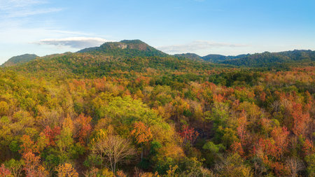 Aerial view of thick forest in autumn. Colorful forest Autumn Foliage.の写真素材