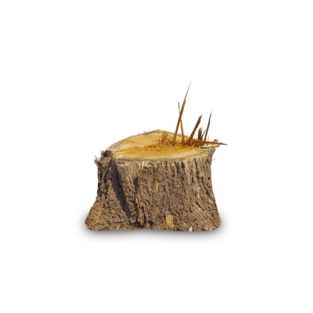 Teak stump isolated on white background with clipping path, The stump of a teak tree that has been cut short.の写真素材