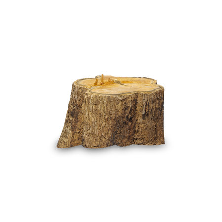 Teak stump isolated on white background with clipping path, The stump of a teak tree that has been cut short.の写真素材