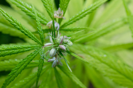 Thai Stick strain of Medical Cannabis, Male Cannabis flower buds, Cannabis is an annual, dioecious, flowering herb.の写真素材