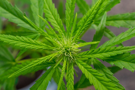 Thai Stick strain of Medical Cannabis, Cannabis female flower with visible trichomes, Cannabis is an annual, dioecious, flowering herb.の写真素材