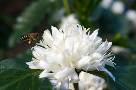 Bee on white coffee blossom in a coffee plantation in Thailand.の写真素材