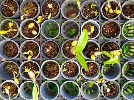 Orchid houseの素材