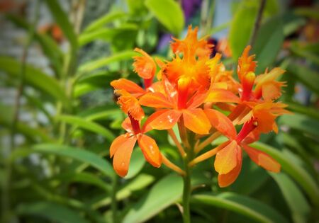 Orange flowerの素材