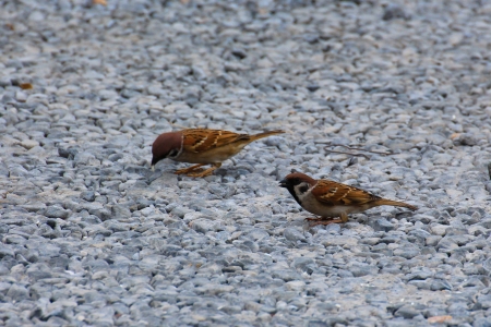 Sparrow standing on the groundの写真素材