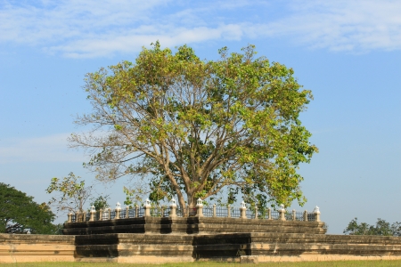 The pipal tree in the templeの写真素材