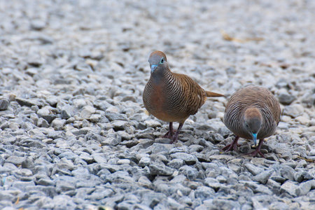 Two doves  in the ground