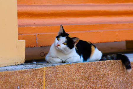 Cat outdoorsの写真素材