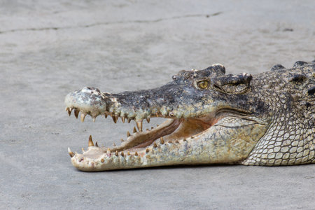 crocodile in the farm