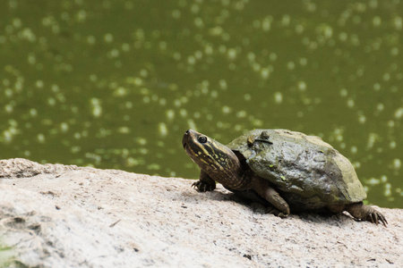 Turtle on the rock