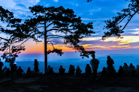 Pines in sunriseの写真素材