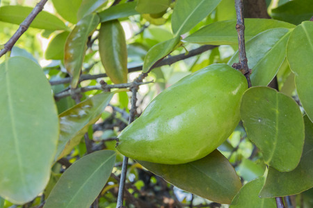 Madan,tropical thai fruitの写真素材
