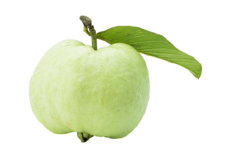 Green guavasの写真素材