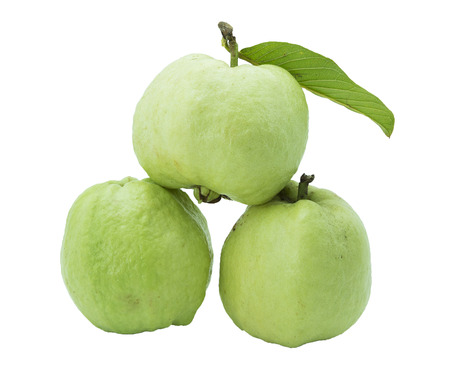 Green guavasの写真素材