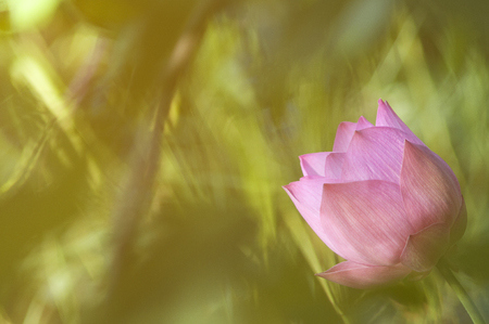 lotus flower with green backgroundの写真素材