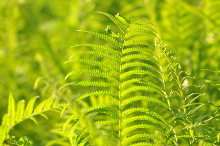 Beautiful ferns leaves green foliage natural floral fern background in sunlight. Tropical Fern Bushes green season.の写真素材