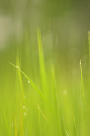 Dew on Fresh green grass with water drops in  in the morning Green Season. Beauty bokeh. Abstract blurry background. Nature background. Texture.Rice fields with good environment concept. copy space.の写真素材