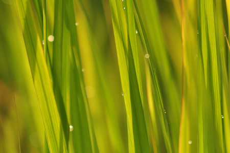 Dew on Fresh green grass with water drops in  in the morning Green Season. Beauty bokeh. Abstract blurry background. Nature background. Texture.Rice fields with good environment concept. copy space.の写真素材