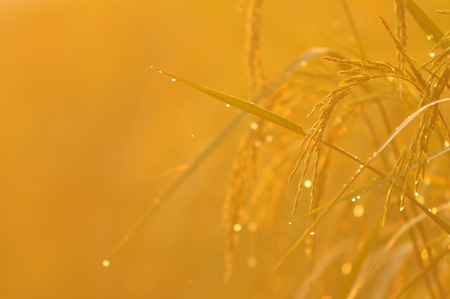 Dew on the ear of paddy and leaves of rice with Sunrise in the morning Green Season.Rice fields with good environment concept.の写真素材
