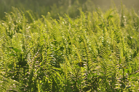 Beautiful ferns leaves green foliage natural floral fern background in sunlight. Tropical Fern Bushes green season.の写真素材