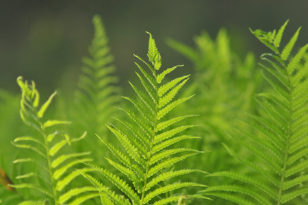 Beautiful ferns leaves green foliage natural floral fern background in sunlight. Tropical Fern Bushes green season.の写真素材