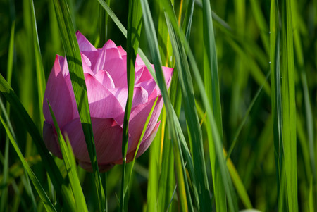 Close-up of lotus flower on the pond at sunny day.lotus flower has been admired as a sacred symbol.の写真素材