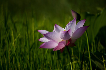 Close-up of lotus flower on the pond at sunny day.lotus flower has been admired as a sacred symbol.の写真素材