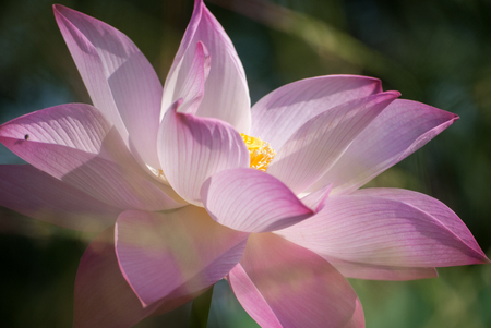 Close-up of lotus flower on the pond at sunny day.lotus flower has been admired as a sacred symbol.の写真素材