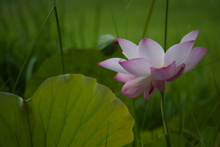 Close-up of lotus flower on the pond at sunny day.lotus flower has been admired as a sacred symbol.の写真素材