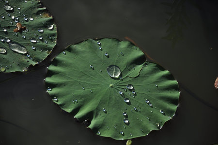 Drops of water on lotus leaf.の写真素材