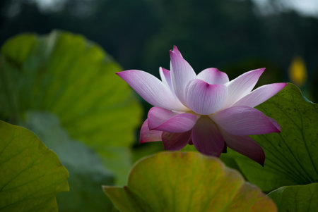 Close-up of lotus flower on the pond at sunny day.lotus flower has been admired as a sacred symbol.の写真素材