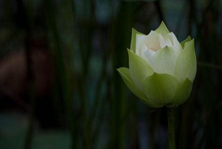 Close-up of lotus flower on the pond at sunny day.lotus flower has been admired as a sacred symbol.の写真素材