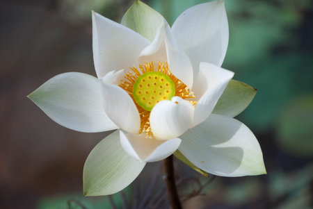 Close-up of lotus flower on the pond at sunny day.lotus flower has been admired as a sacred symbol.の写真素材