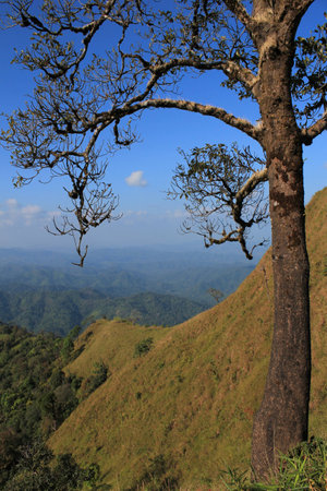 Tree on the mountainの写真素材