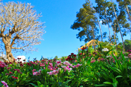 flower garden in the park DOI TUNG   SUAN MAE PHA LUANG GARDEN  CHIANGRAIの写真素材