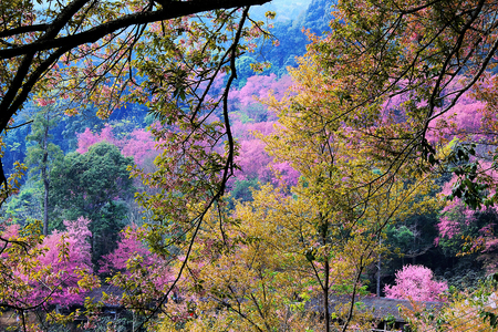 Spring cherry blossom at Doi Pui Tribal Village and National Park in Thailandの写真素材