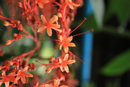 Red flower spike
