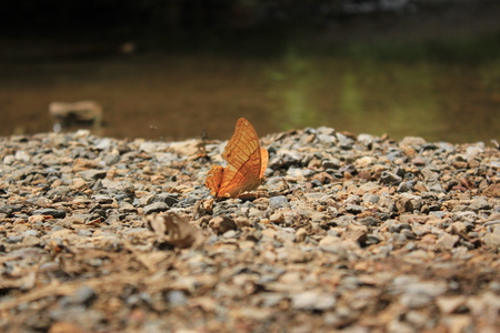 Butterfly  an insect with two pairs of large wings that are covered with tiny scales, usually brightly colored, and typically held erect when at rest. Butterflies fly by day, have clubbed or dilated antennae, and usually feed on nectar.の写真素材