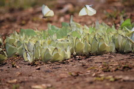 Butterfly  an insect with two pairs of large wings that are covered with tiny scales, usually brightly colored, and typically held erect when at rest. Butterflies fly by day, have clubbed or dilated antennae, and usually feed on nectar.の写真素材