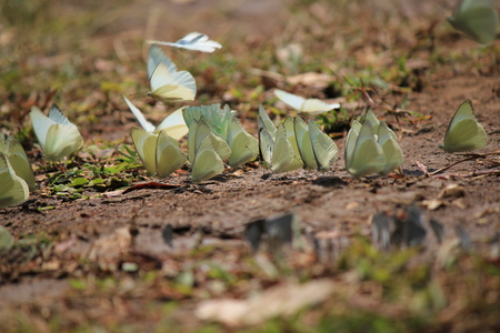 Butterfly  an insect with two pairs of large wings that are covered with tiny scales, usually brightly colored, and typically held erect when at rest. Butterflies fly by day, have clubbed or dilated antennae, and usually feed on nectar.の写真素材