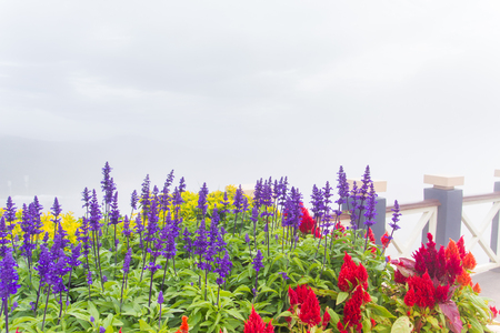 flowerの写真素材