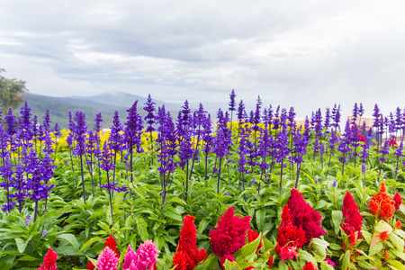 flowerの写真素材