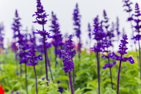 flower purple.の写真素材