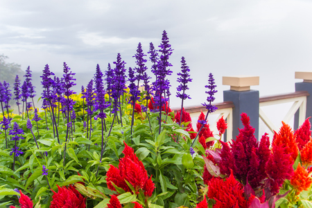 flowerの写真素材