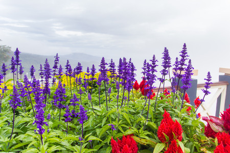 flowerの写真素材