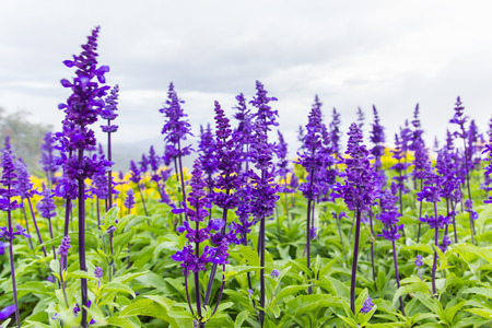flowerの写真素材