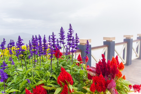 flowerの写真素材